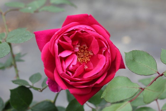 休‧狄克森 紅色杯狀花