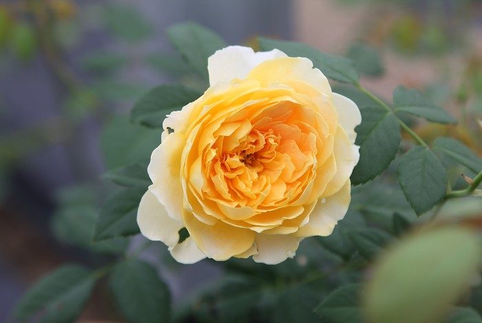 魔力光輝 複色多頭花