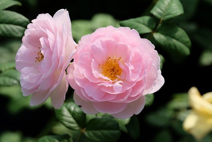 權杖之島 粉色杯狀花