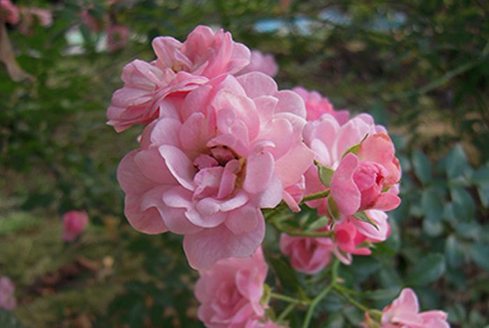 仙女 粉色單瓣花