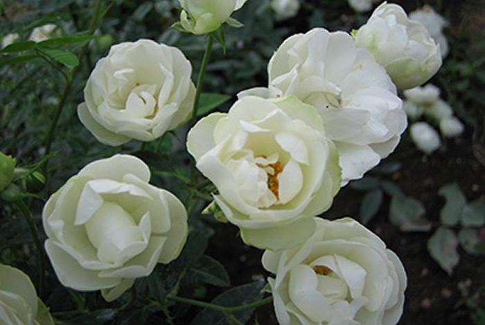 白露斯塔 白色單瓣花