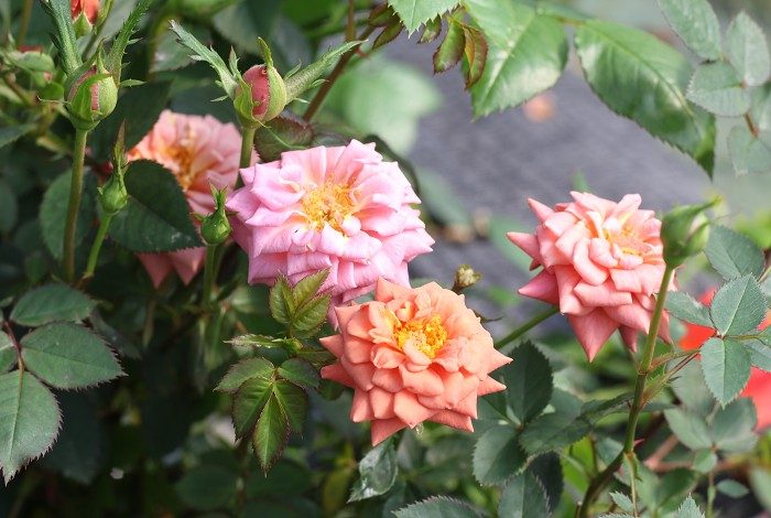 泰迪熊 複色單瓣花