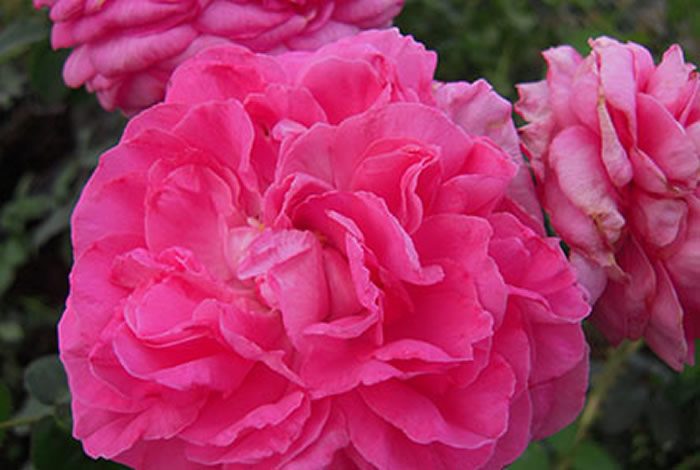 佩芙斯特女爵 粉色重瓣多頭花