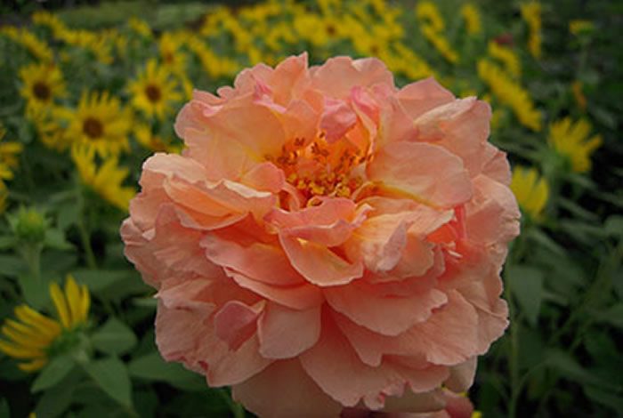 泡芙美人 杏粉色重瓣多頭花