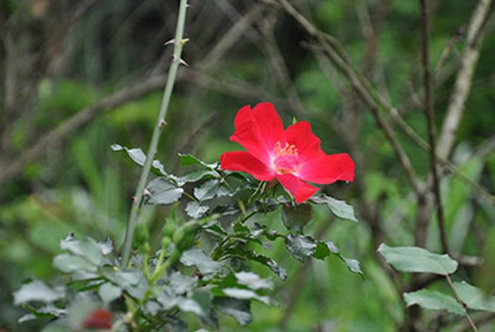 多特蒙德市 紅色單瓣花