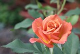 南瓜樂園 橘杏色重瓣花