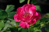 藍伊甸 紫藍色單瓣花