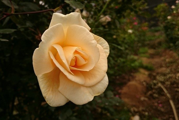 希靈登夫人 黃色半重瓣花