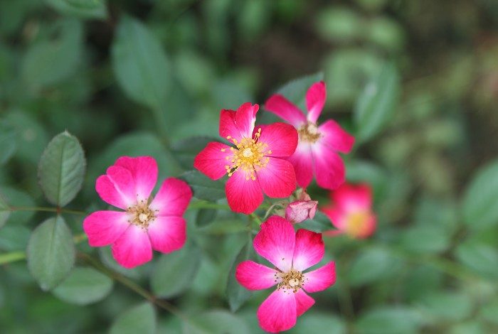 草莓公主 粉色單瓣花
