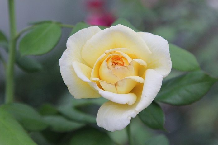 永恆火焰 黃色劍瓣高心重瓣花