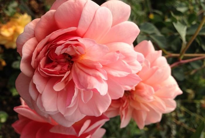 玫瑰花園 杏粉色單瓣花
