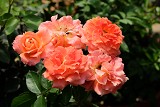 橘流 橘杏色重瓣多頭花