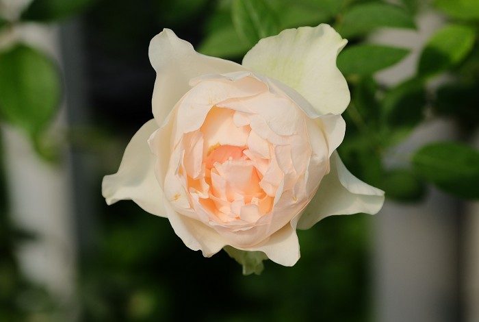 妖嬈 複色杯狀花