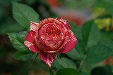 紅白毛莨 複色杯狀花