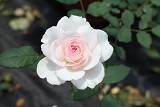 水滴 粉色多頭花