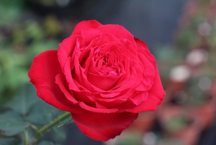 鋼琴 紅色杯狀花