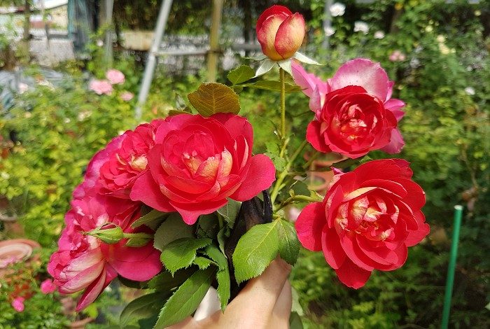馬薩德醫生 複色杯狀花