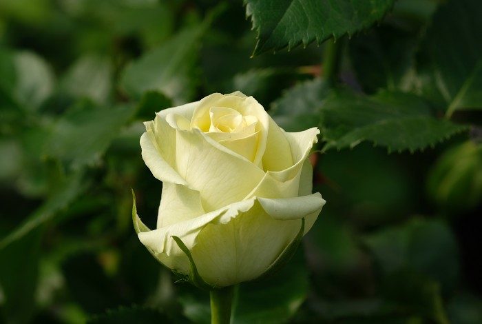 綠色基因 重瓣花