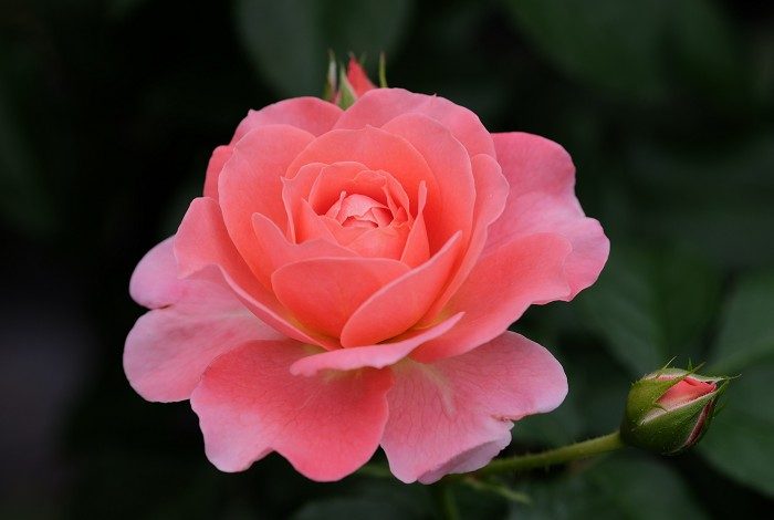 芳香王陽台 粉色重瓣花