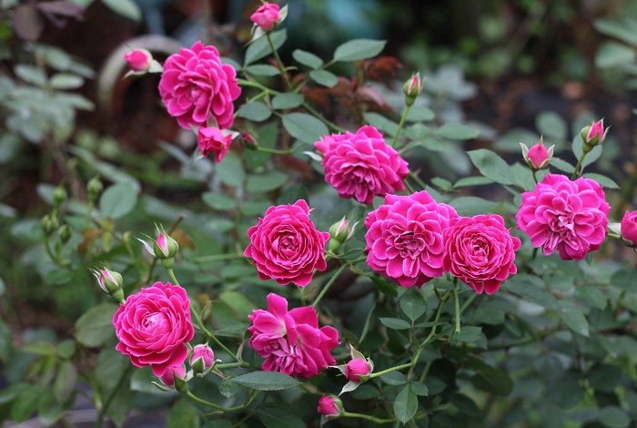 馬里奧塔 杏粉色重瓣花