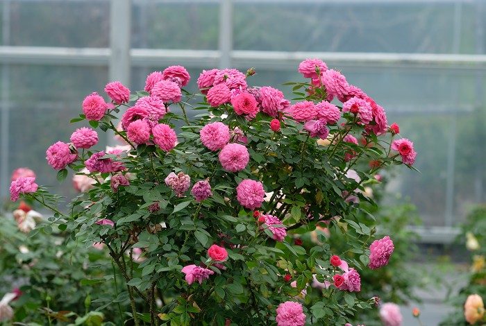 榴花秋舞 粉色杯狀花