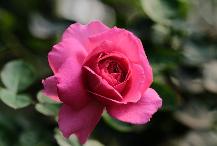 伊芙里奧 杏粉色杯狀花