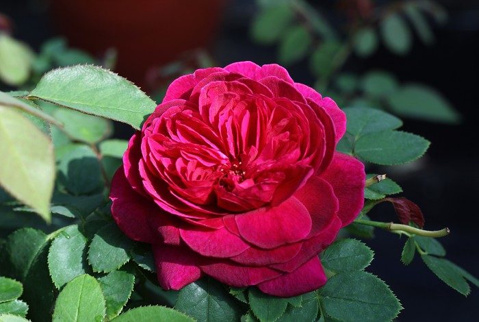 威廉莎士比亞2000 紅色重瓣花