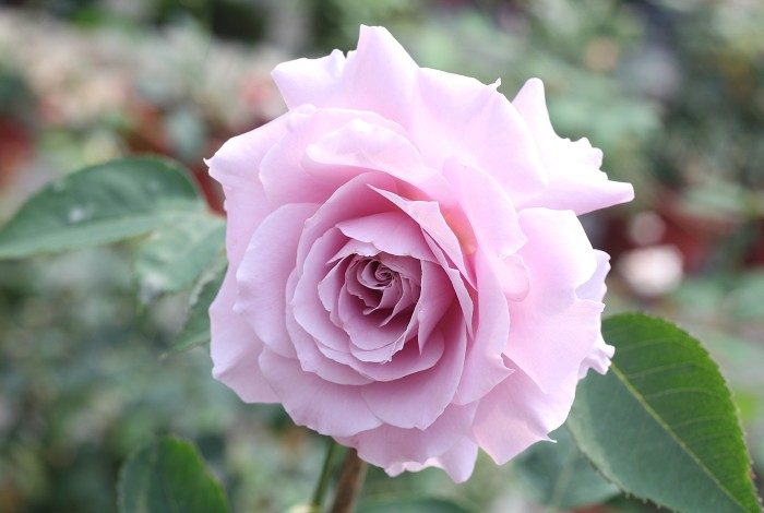 蜻蜓 紫藍色單瓣花
