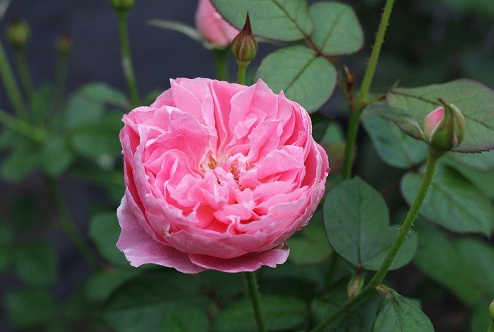 菲比 粉色杯狀花