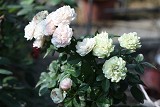 綠冰 重瓣多頭花