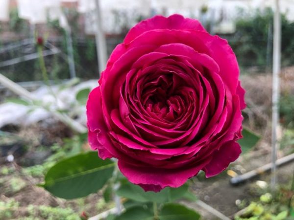 芳香花園 紅色杯狀花