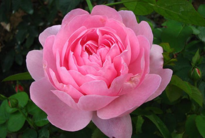 麥金塔 粉色重瓣花