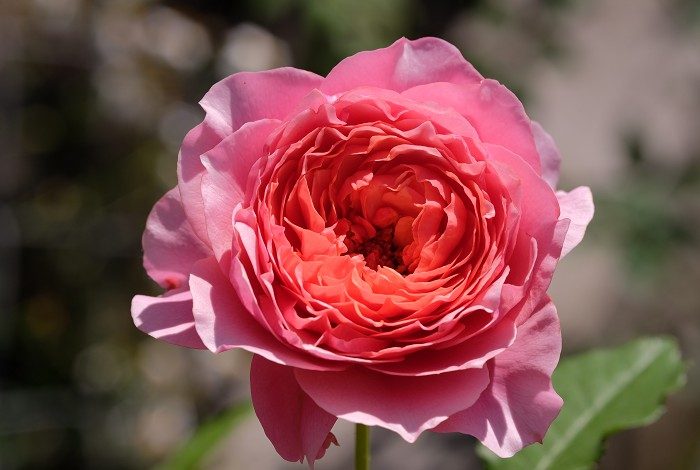 星斗 粉色單瓣花