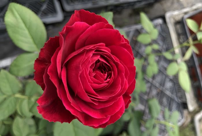 芳香情迷 紅色杯狀花