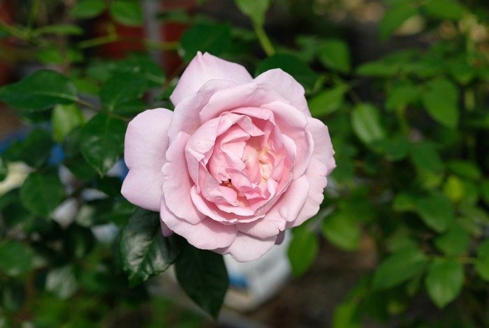 小王子玫瑰 紫藍色