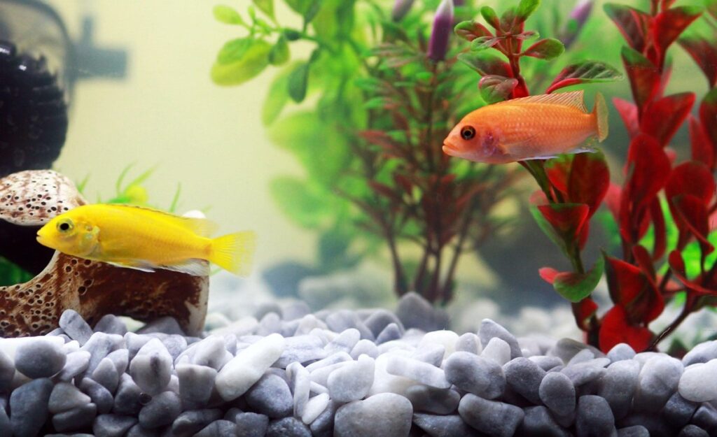 魚缸溫度計