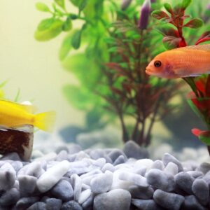 魚缸溫度計
