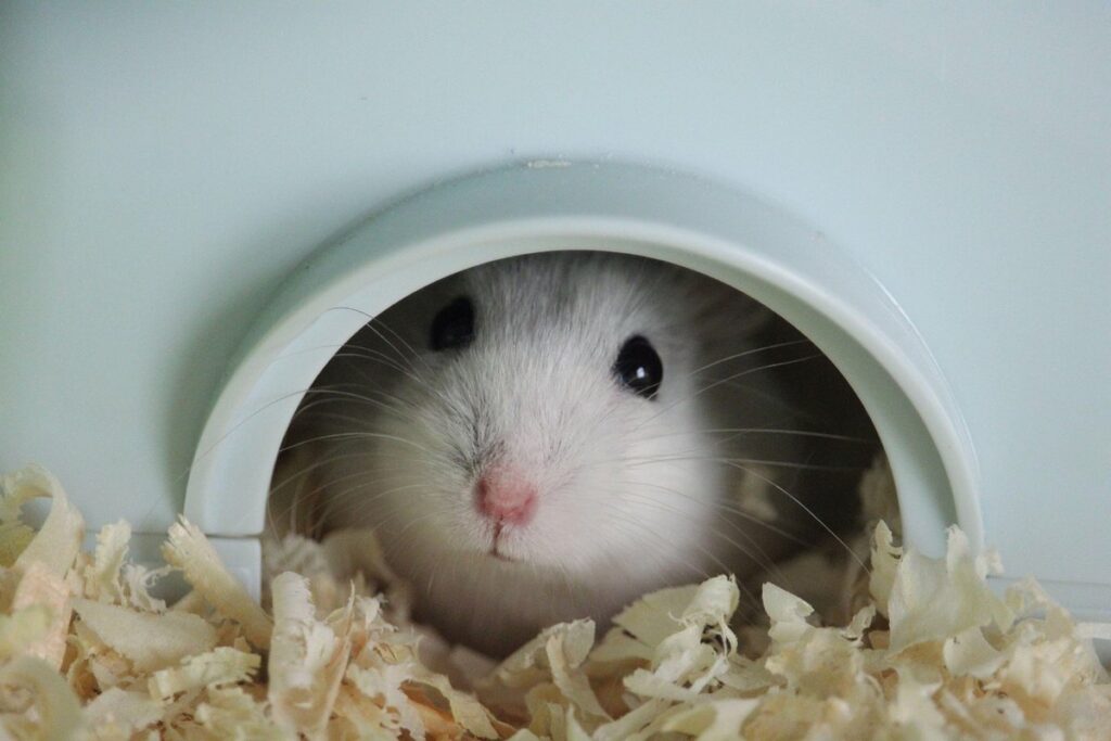 陶瓷躲藏屋