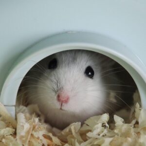 陶瓷躲藏屋